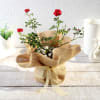Rose Plant in Jute Wrapping with Planter Online