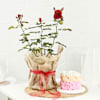 Gift Rose Plant With Jute Wrapped Pot And Ombre Rose Cake