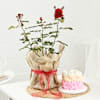 Rose Plant With Jute Wrapped Pot And Ombre Rose Cake Online