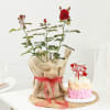 Gift Rose Plant With Jute Wrapped Pot And Ombre Roses Cake