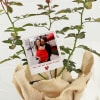Gift Rose Plant With Jute Wrapped Pot And Personalized Polaroid