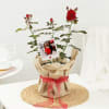 Buy Rose Plant With Jute Wrapped Pot And Personalized Polaroid
