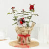 Rose Plant With Jute Wrapped Pot And Personalized Polaroid Online
