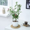 Gift Rose Plant With Planter