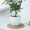 Buy Rose Plant With Planter