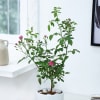 Shop Rose Plant With Planter