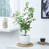 Rose Plant With Planter Online