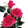Rose Poison (Bunch of 20) Online