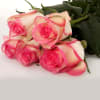Rose Sovereign (Bunch of 20) Online