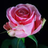 Rose Wham Beauty (Bunch of 20) Online