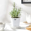Rosemary In Self Watering Planter Online