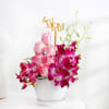 Roses and Orchid Bloom Arrangement - Mother's Day Online