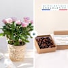 Rosier et ses chocolats - Rose plant and chocolates Online