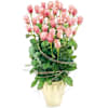 Rosy glow composition Online
