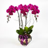 Royal Prosperity â€“ Purple Phalaenopsis Online