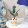 Buy Rubber Plant in a Ceramic Pot
