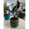 Rubber Plant With Ring Ceramic Vase Online