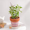 Gift Sacred Tulsi Plant And Ceramic Planter