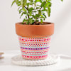 Buy Sacred Tulsi Plant And Ceramic Planter