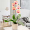 Salmon colored orchid in a pot Online