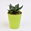 Gift Sansevieria Dwarf Laurentii Plant in a Long Pot(Mild Light/Moderate Water)