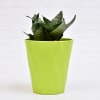 Buy Sansevieria Dwarf Laurentii Plant in a Long Pot(Mild Light/Moderate Water)