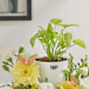 Buy Serene Bloom Plant Arrangement