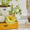 Shop Serene Bloom Plant Arrangement