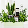 Shop Serene Green Luxe Hamper