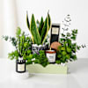 Serene Green Luxe Hamper Online