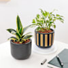 Gift Serene Plants In Terracotta Pots - Set Of 2