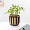 Buy Serene Plants In Terracotta Pots - Set Of 2