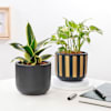 Serene Plants In Terracotta Pots - Set Of 2 Online