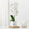 Serene White Orchid In Minimal Box Online