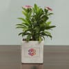 Buy Set of 2 Ceramic Planters - Customized with Logo