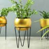 Buy Set of 3 Brass Finish Planters with Stand (Without Plants)