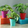 Set of 3 Colorful Bucket Planters (Without Plants) Online