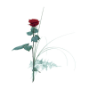Single flower - Red rose Online