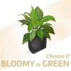 Single Green Plant Online