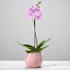 Single Plant Online