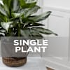Single Plant Online