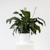 Single Plant Online