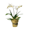 Single plant Orchid, white Online