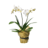 Single plant Orchid, white Online