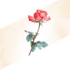 Single Red Rose Online