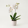 Single white plant Phalaenopsis Online