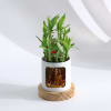 Gift Smile Sparkle Shine Two-Layered Bamboo Plant With Personalized Planter