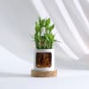 Shop Smile Sparkle Shine Two-Layered Bamboo Plant With Personalized Planter