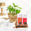 Smooth Chocolates And Diyas With Money Plant Online
