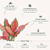 Shop Snake And Aglaonema Pink Plant With Self-Watering Planter